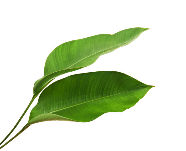 strelitzia reginae, heliconia, тропический лист, птица райской листвы изолированы на белом фоне, с отсечением путь - large leaf стоковые фото и изображения