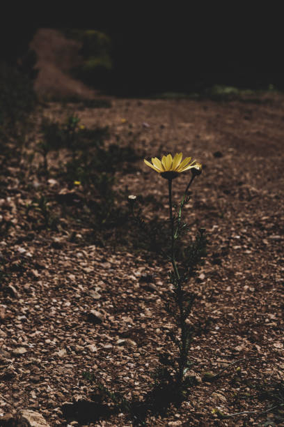 istock Single yellow flower at the side of an empty footpath. 1152973062