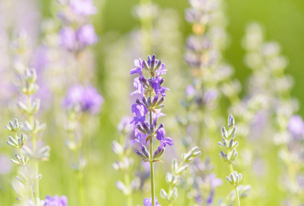 istock Lavender flower head close up. Bright green natural background. 1152976525