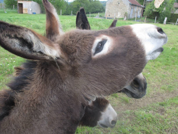 istock Donkeys on the farm Rural Scene 1152978675