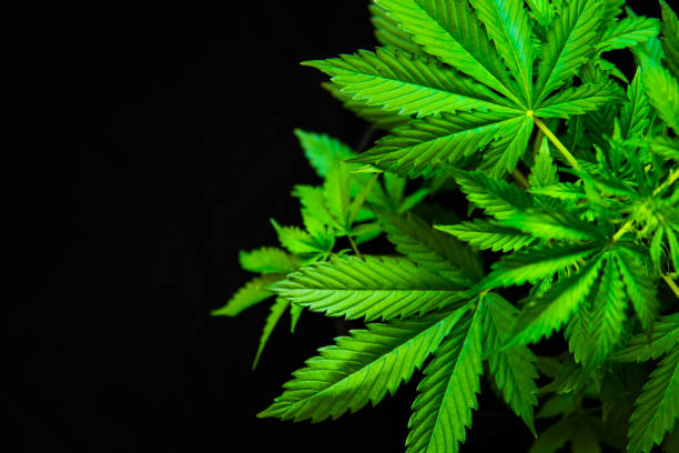 marijuana leaves, cultivation cannabis, background green, marijuana vegetation plants, Growing cannabis indica, hemp CBD, top view