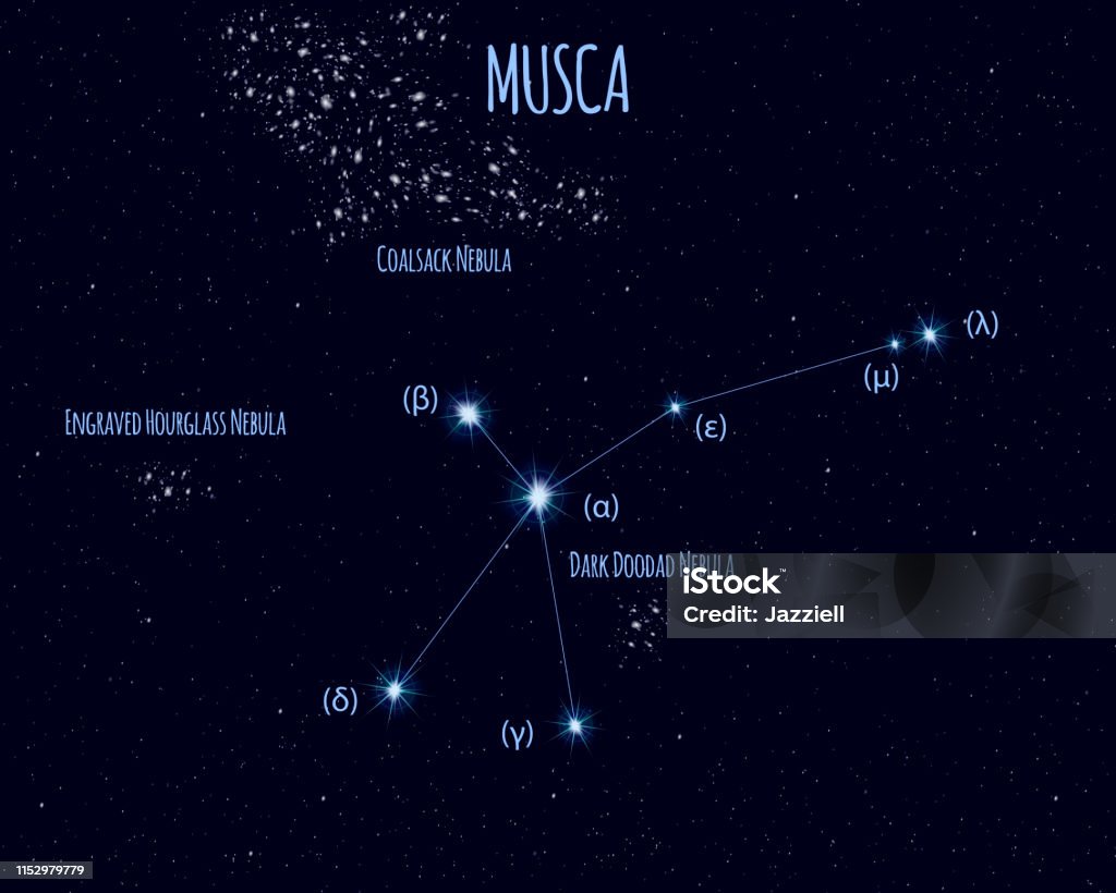 Musca Sign Musca Constellation Vector Illustration With Basic Stars Stock ...