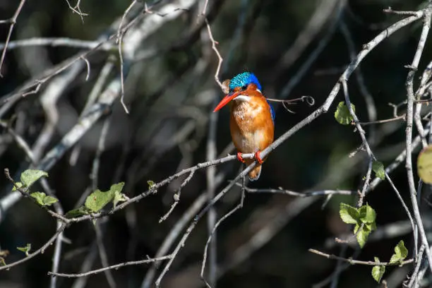A Malachite Kingfisher fishing in a river in the iMfolozi Game Reserve, South Africa.