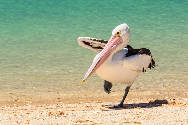 istock Australian pelican - Monkey Mia 1152981019