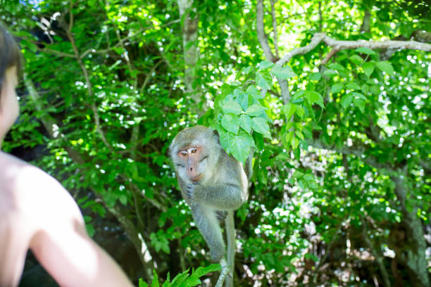 istock Children, feeding monkey on a tree from boat on a day trip in Mauritius near waterfall 1152981063