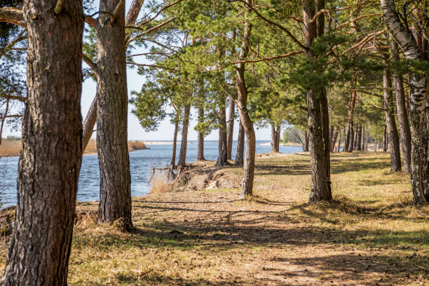 istock Baltic sea coast. Sunny summer day. Latvia. River called Gauja 1152981424