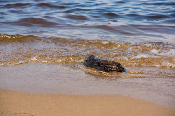 istock Small wood piece with hole drifting in water 1152982098