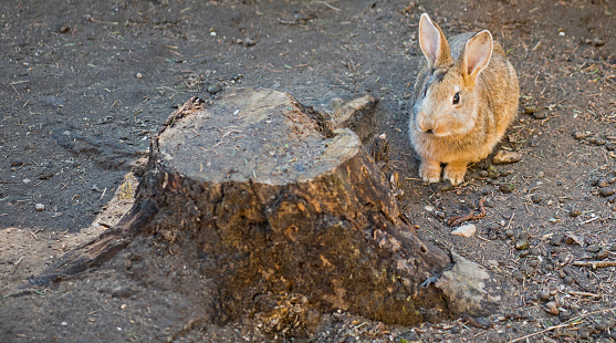 Young wild rabbit feeding on cut grass.