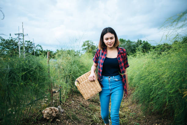 istock Young farmer harvest fresh asparagus with hand put into the basket. 1152983464