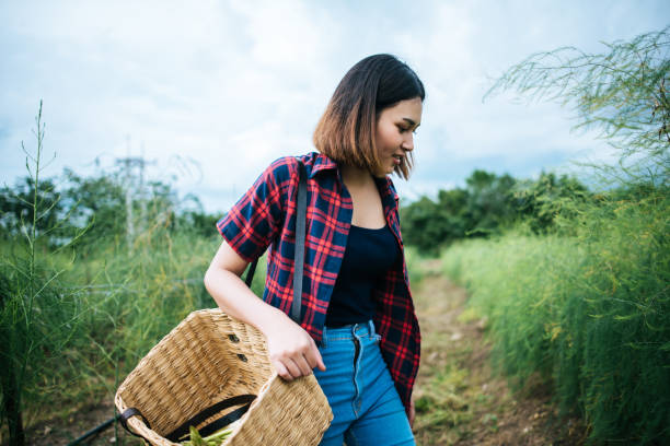 istock Young farmer harvest fresh asparagus with hand put into the basket. 1152983486