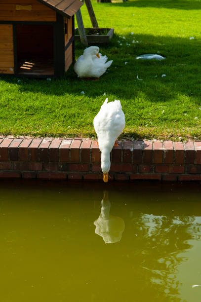 istock A white duck is drinking water early in the morning 1152986569