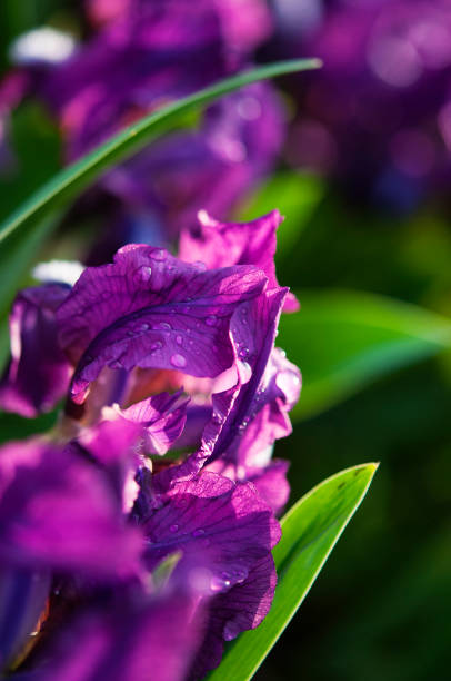 istock purple irises at sun, macro 1152989619