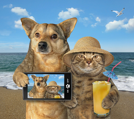 The dog with a smartphone and cat in a straw hat with a glass of juice are on the beach in the summer. They made the selfie for memory.