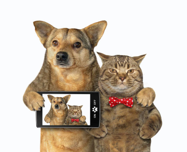 istock Dog and cat made selfie 1152991292