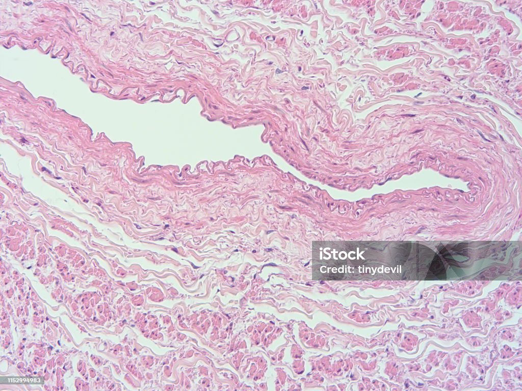 Histologi Jaringan Manusia Foto Stok Biology Diagrams