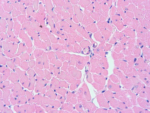 istock histology of human tissue 1152995088