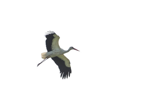 istock A stork is flying in the sky. Bird on a white background 1152996062