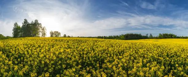 A blossoming field of rape taken in a panoramic shot. Sun can be seen shining between the far away trees making this scene a highly idyllic.