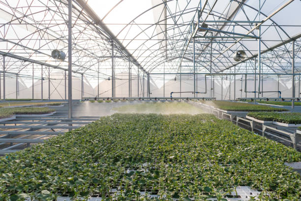istock Tomato seedlings in greenhouse 1153000581