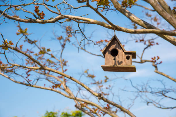 una jaula de madera colgando de una rama. - birdhouse animal nest house residential structure fotografías e imágenes de stock