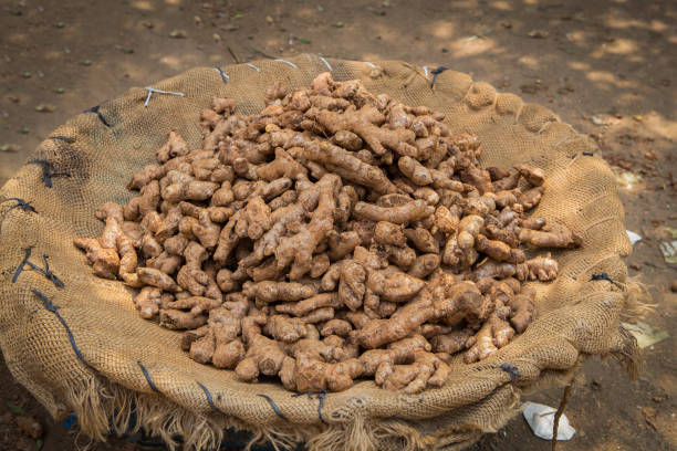 bowl  full of ginger at food market in india - madurai kerala india tamil nadu imagens e fotografias de stock