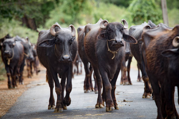 manada de búfalos camina por las calles de la india - madurai kerala india tamil nadu fotografías e imágenes de stock