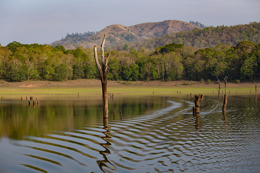beautiful lake view with dead trees in the water, making a pattern somewhere in a national park in the south of india
