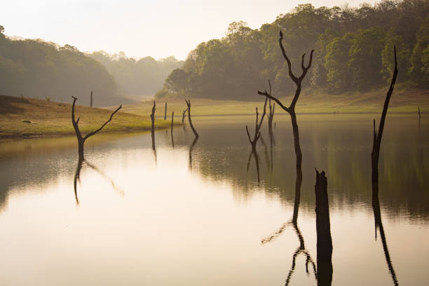 vista al lago nebulosa y soñadora con ramas muertas en el agua - madurai kerala india tamil nadu fotografías e imágenes de stock