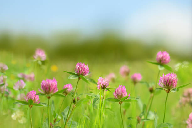 A butterfly sits on a red clover (Trifolium pratense) in bloom on the swedish countryside.