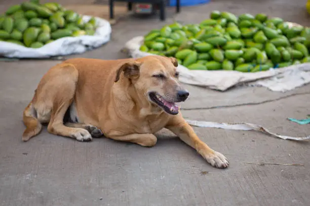 a straydog lies on the concrete surface at a roadside food market in the south of india