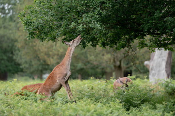 damwild im wald - fallow deer fawn deer fallow field stock-fotos und bilder