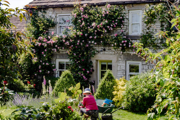 wunderschöner englischer landgarten und cottage mit rosa kletterrosen - formal garden flower bed women grass stock-fotos und bilder