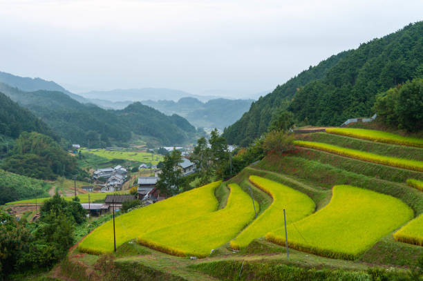istock Rice fields continue on the slopes of rural areas 1153005267