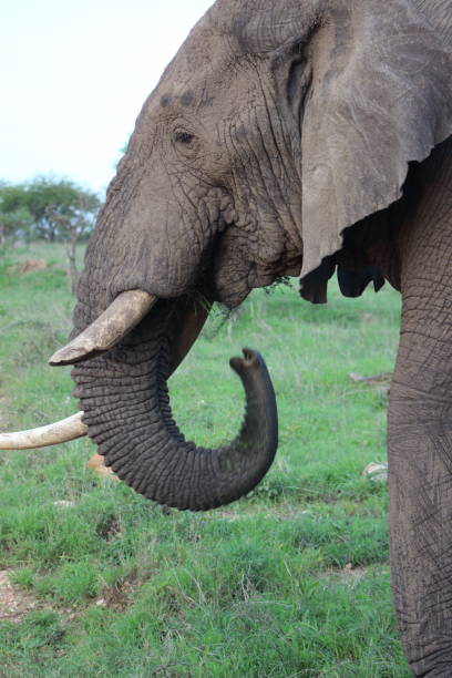 istock Safari views in Tanzania, Africa 1153005607