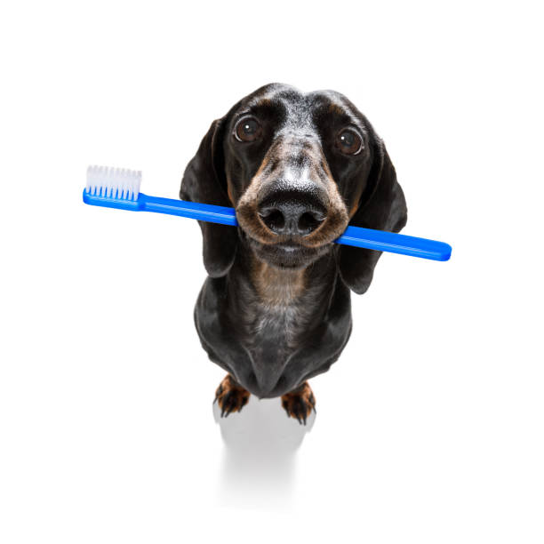 istock dental toothbrush dog 1153006437