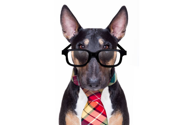 istock business boss dog 1153006560