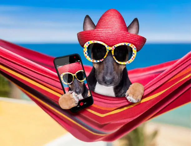 bull Terrier  dog resting and relaxing on a hammock or beach chair under umbrella at the beach ocean shore, on summer vacation holidays taking a selfie with smartphone or phone