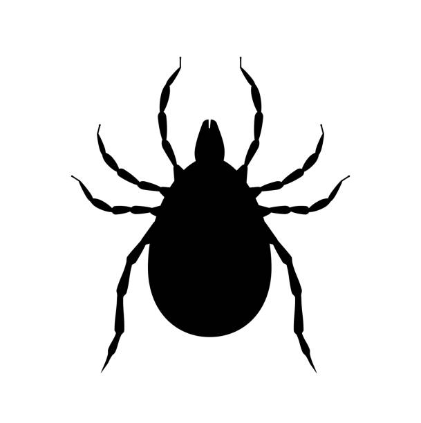 ilustrações, clipart, desenhos animados e ícones de silhueta preta do ácaro. símbolo do inseto da praga. ícone de inseticida. bug sugador de sangue - mite allergy