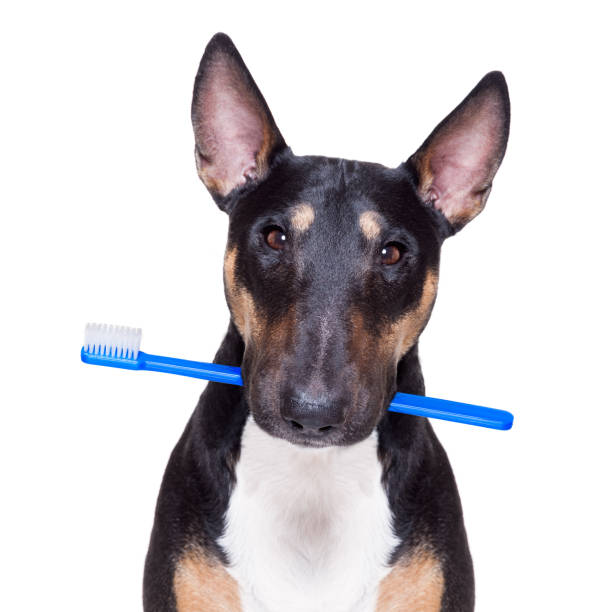 istock dental toothbrush dog 1153006794