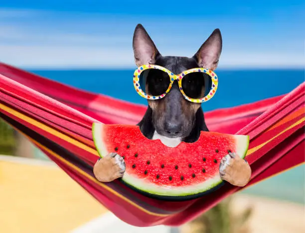 bull Terrier  dog resting and relaxing on a hammock or beach chair under umbrella at the beach ocean shore, on summer vacation holidays eating a fresh fruit watermelon