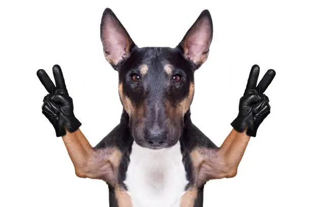 curious bull terrier  dog looking with peace or victory fingers,  isolated on white background wearing gloves
