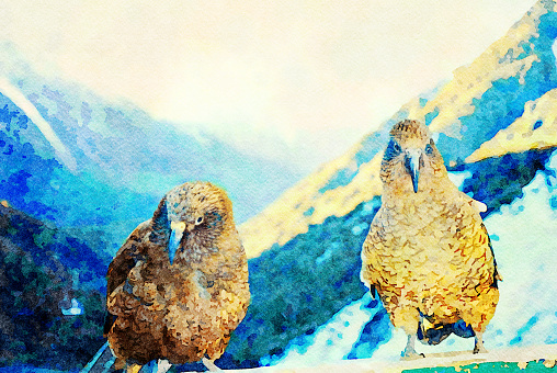 This is my Photographic Image of a Kea Bird in a Watercolour Effect. Because sometimes you might want a more illustrative image for an organic look.