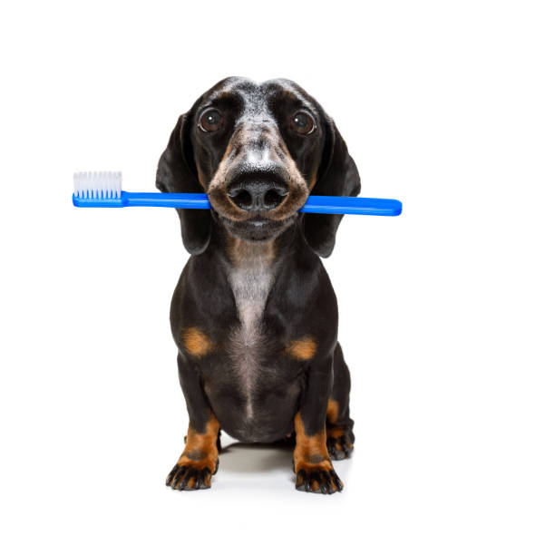 Dental Toothbrush Dog Stock Photo - Download Image Now - Dog, Toothbrush, Teeth - iStock