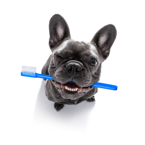 dental toothbrush  row of dogs french bulldog dog holding a toothbrush with mouth , isolated on white background dental equipment photos stock pictures, royalty-free photos & images