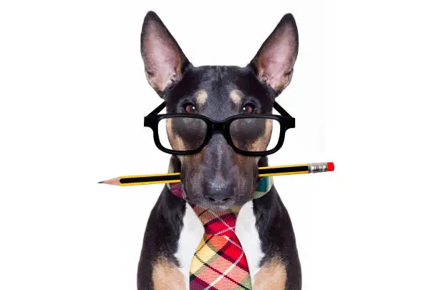 bull terrier dog tie going to work as office worker boss with nerd reading glasses , isolated on white background