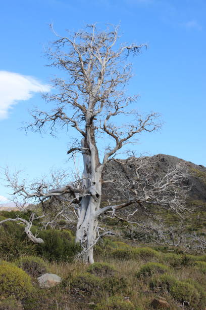 istock Patagonia: views and landscapes 1153008784
