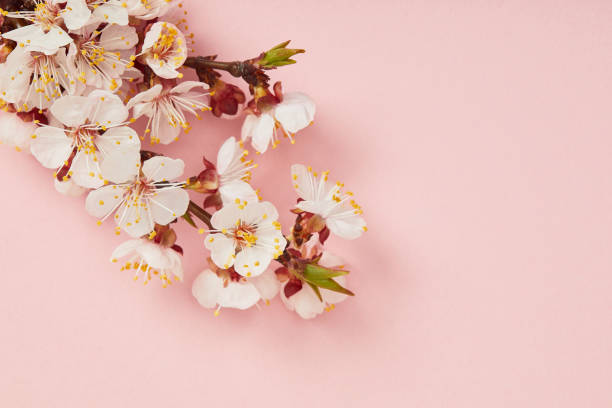 istock top view of tree branch with blooming spring flowers on pink background 1153009651