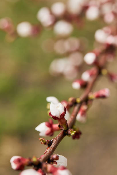 istock selective focus of closed flower buds on tree branch 1153009691