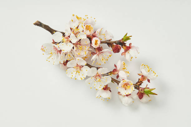 istock top view of tree branch with blooming spring flowers on white background 1153009720