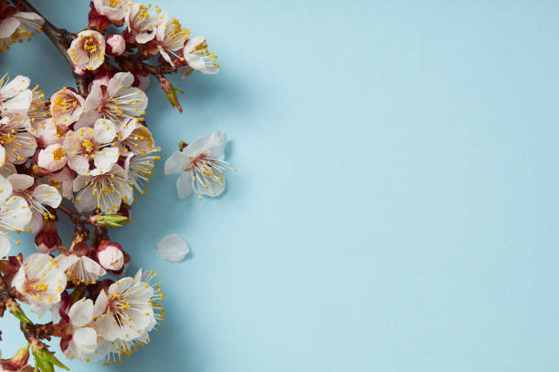 istock top view of tree branch with blossoming spring flowers on blue background 1153009738